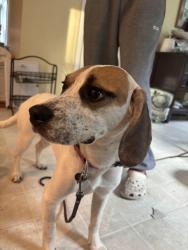 Found/Stray Female Dog last seen Egret pointe hwy 133, Winnabow, NC 28479