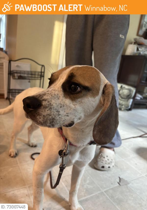 Found/Stray Female Dog last seen Egret pointe hwy 133, Winnabow, NC 28479