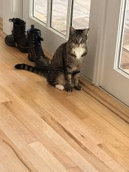 Lost Female Cat last seen Dunwoody Lane & Rustic Ridge rd, Brookhaven, GA 30319
