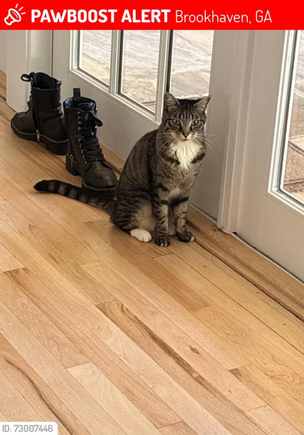 Lost Female Cat last seen Dunwoody Lane & Rustic Ridge rd, Brookhaven, GA 30319
