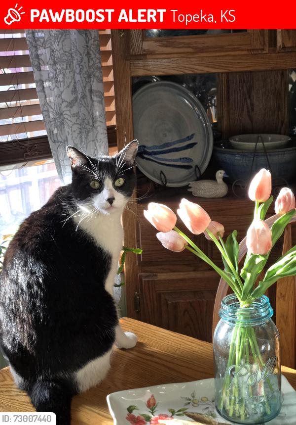 Lost Male Cat last seen 29th and Wanamaker, Topeka, KS 66614