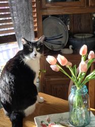 Lost Male Cat last seen 29th and Wanamaker, Topeka, KS 66614