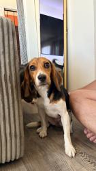 Found/Stray Female Dog last seen Near S Sixth Pl Long Beach, CA  90802 United States, Long Beach, CA 90802