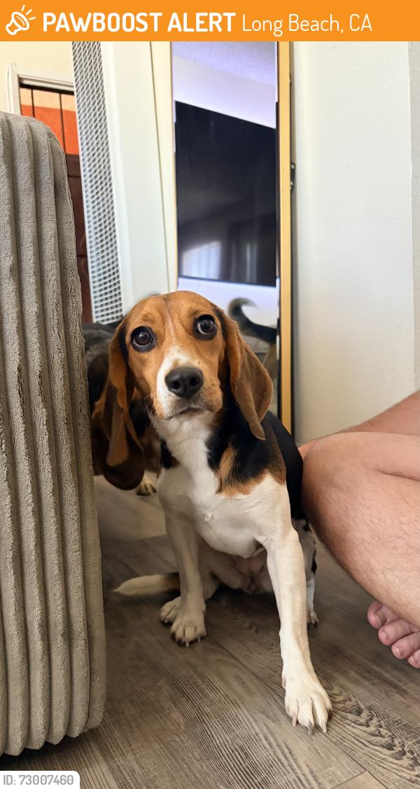 Found/Stray Female Dog last seen Near S Sixth Pl Long Beach, CA  90802 United States, Long Beach, CA 90802