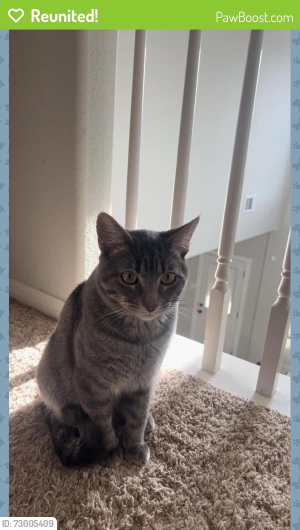 Reunited Male Cat last seen Near Burgh Castle Dr, Spring, TX 77389, USA, Spring, TX 77389