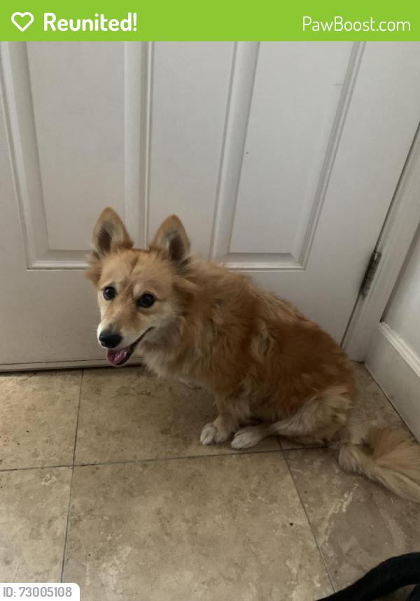 Reunited Female Dog last seen Rosecrans ave there are two 7/11s close walking distance, Hawthorne, CA 90250