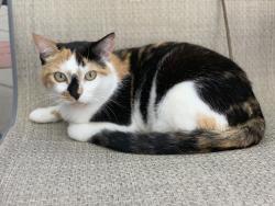 Reunited Female Cat last seen Jordan’s pasture, Cheyenne, WY 82009