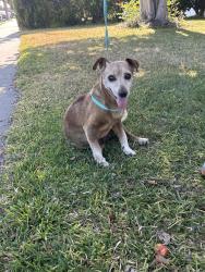 Reunited Male Dog last seen Brookhurst & Broadway , Anaheim, CA 92804