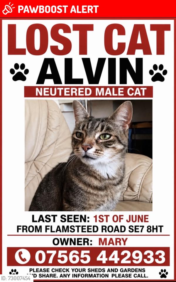 Lost Male Cat last seen Marion Animal park Charlton, Greater London, England SE7