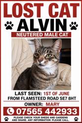Lost Male Cat last seen Marion Animal park Charlton, Greater London, England SE7