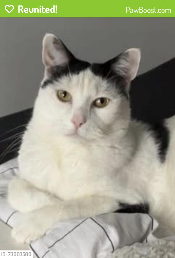 Reunited Male Cat last seen Turnmill Avenue , Springfield, England MK6