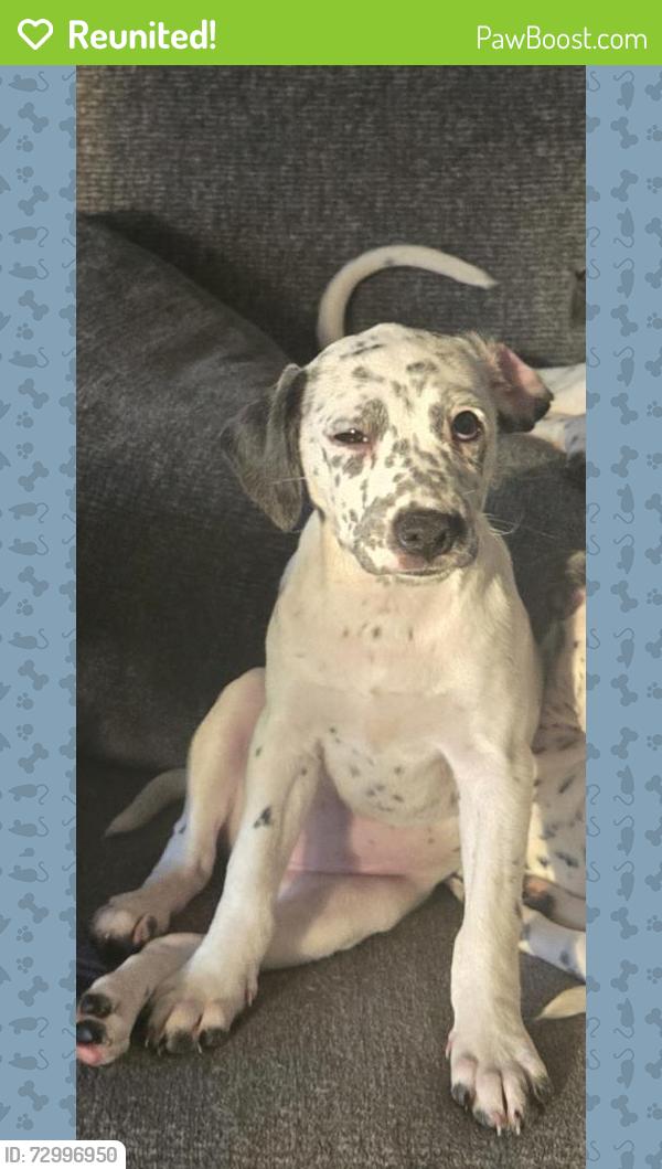 Reunited Female Dog last seen Near s 500 e, Salt Lake City, UT 84106