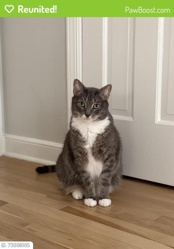 Reunited Male Cat last seen Post Rd, Darien, CT 06820