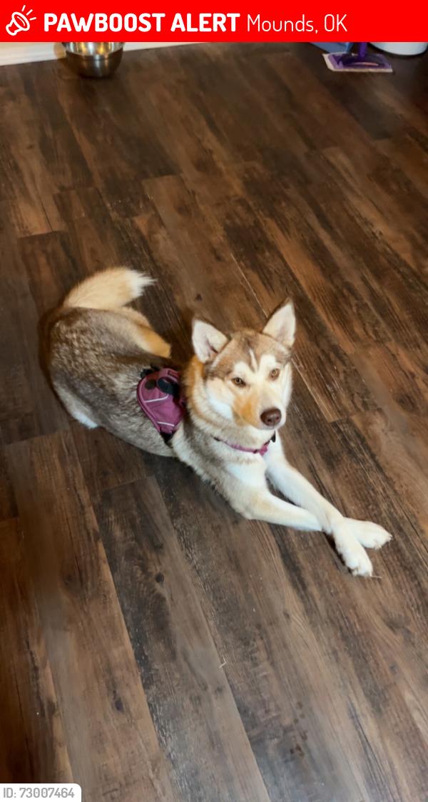 Lost Female Dog last seen Creager rd mounds ok, Mounds, OK 74047