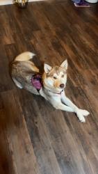 Lost Female Dog last seen Creager rd mounds ok, Mounds, OK 74047
