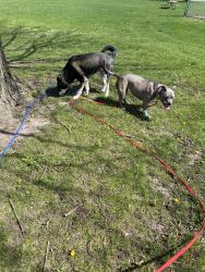 Reunited Female Dog last seen Halsted and n main, Rockford, IL 61103