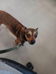 Found/Stray Male Dog last seen Stockdale hwy and California ave, Bakersfield, CA 93309