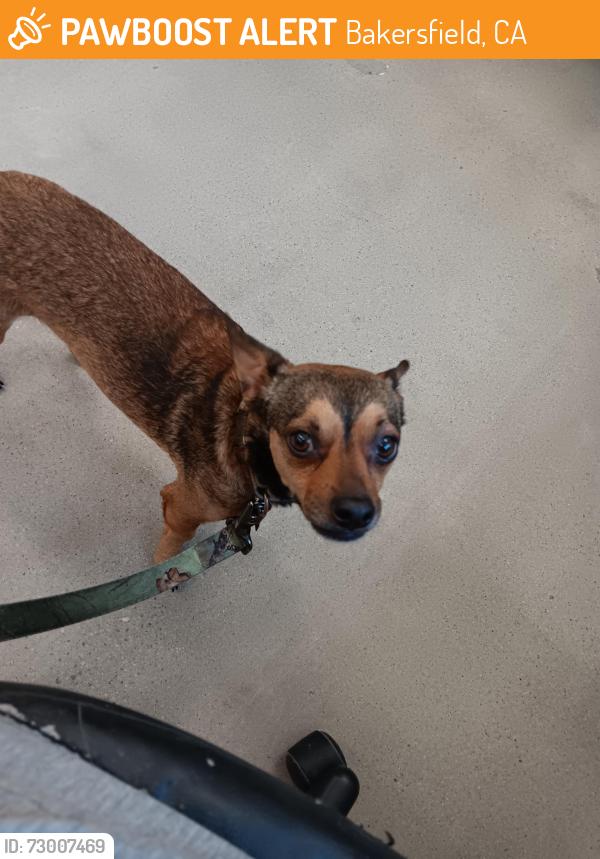 Found/Stray Male Dog last seen Stockdale hwy and California ave, Bakersfield, CA 93309