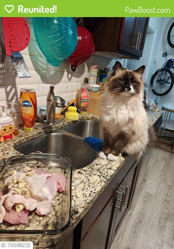 Reunited Male Cat last seen Near Lyndale Ave s, Minneapolis, MN 55405