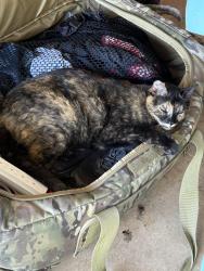 Lost Female Cat last seen Pam's Path and Dennis Dr, New Braunfels, TX 78130