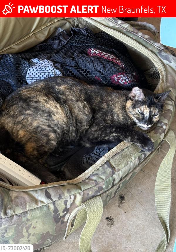 Lost Female Cat last seen Pam's Path and Dennis Dr, New Braunfels, TX 78130