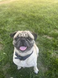 Lost Male Dog last seen Malibu Ct., Moreno Valley, CA 92553