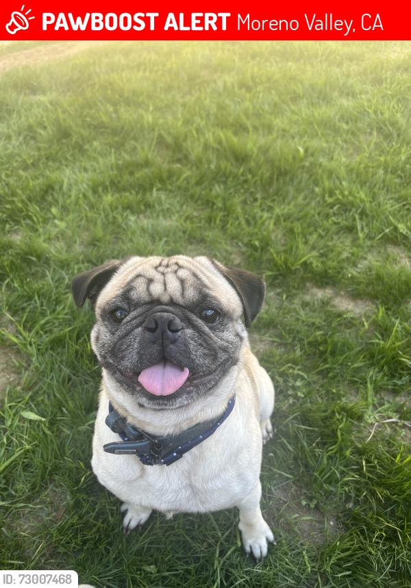 Lost Male Dog last seen Malibu Ct., Moreno Valley, CA 92553