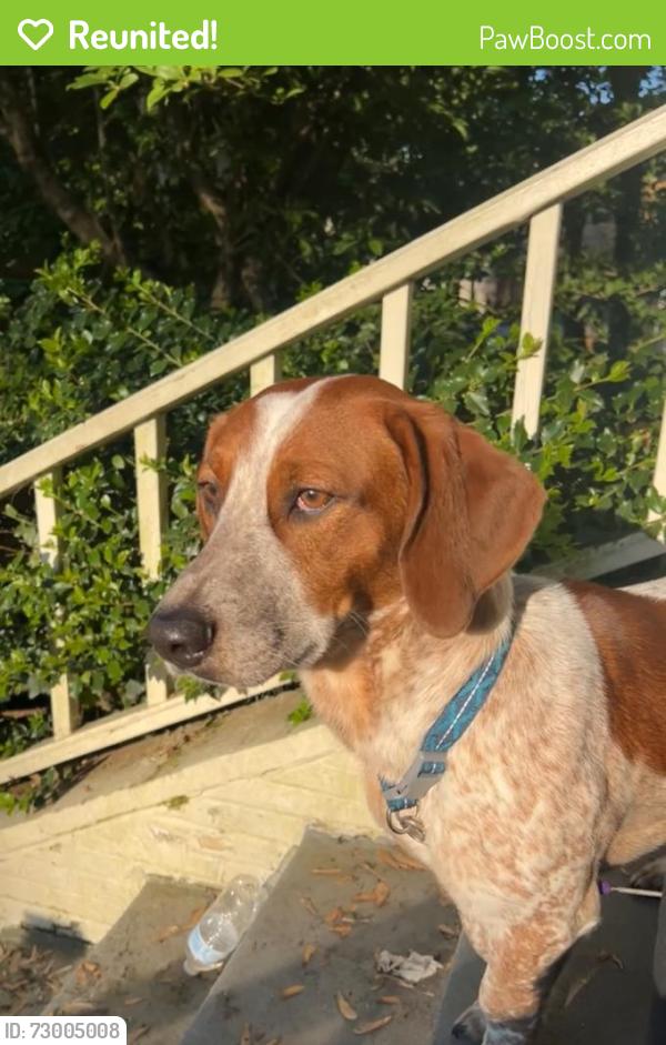 Reunited Male Dog last seen Signal hill school, Belleville, IL 62223