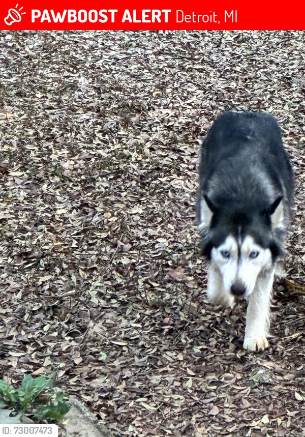 Lost Female Dog last seen Pingree and Woodrow Wilson, Detroit, MI 48206