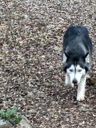 Lost Female Dog last seen Pingree and Woodrow Wilson, Detroit, MI 48206