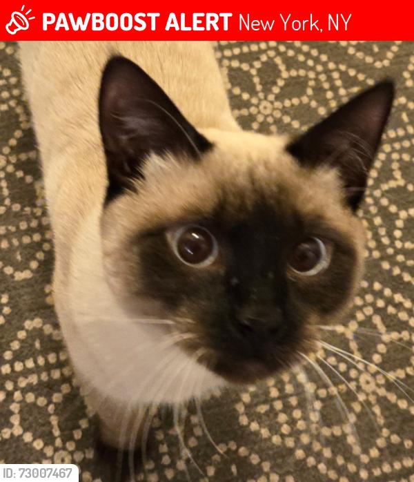 Lost Male Cat last seen 117th St between Adam Clayton Powell and Lenox, New York, NY 10026