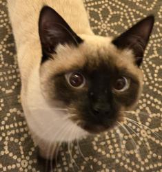 Lost Male Cat last seen 117th St between Adam Clayton Powell and Lenox, New York, NY 10026