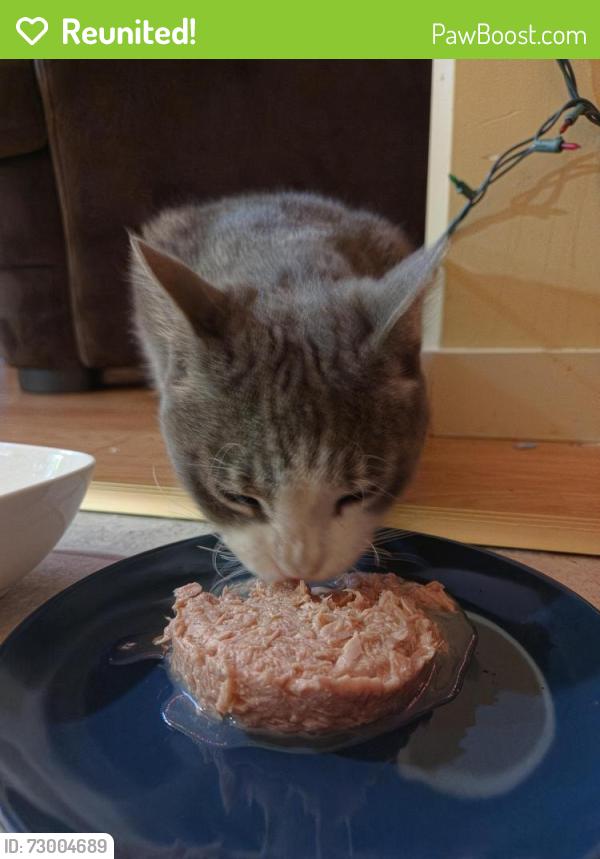 Reunited Female Cat last seen Followed us down richter street, came right into our hse, Kelowna, BC V1Y 2N7