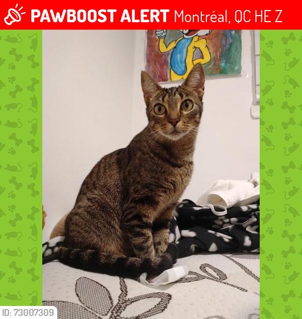 Lost Female Cat last seen Near rue rousselot, Montréal, QC H2E 1Z2