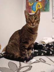 Lost Female Cat last seen Near rue rousselot, Montréal, QC H2E 1Z2