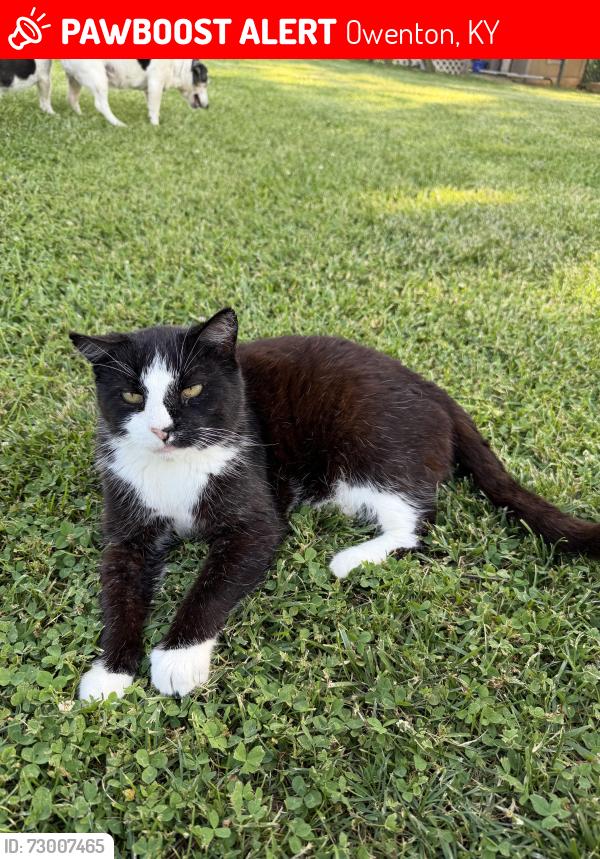 Lost Male Cat last seen My hse, Owenton, KY 40359