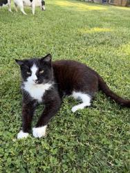 Lost Male Cat last seen My hse, Owenton, KY 40359