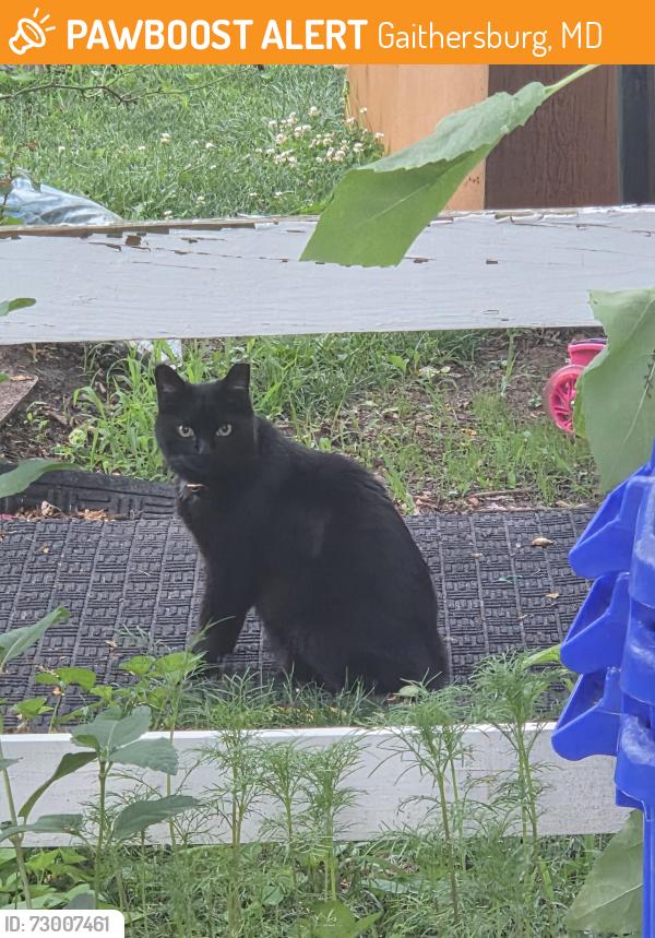 Found/Stray Unknown Cat last seen Intersection of Snouffer School & Lewisberry, Gaithersburg, MD 20879
