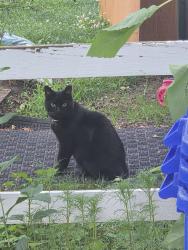 Found/Stray Unknown Cat last seen Intersection of Snouffer School & Lewisberry, Gaithersburg, MD 20879