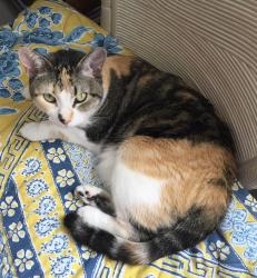 Lost Female Cat last seen Military and 49th st, Deerfield Beach, FL 33442