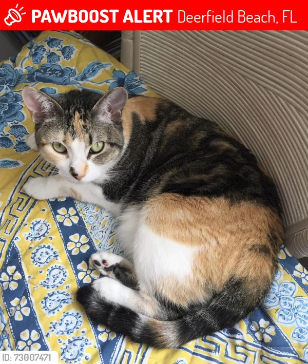 Lost Female Cat last seen Military and 49th st, Deerfield Beach, FL 33442