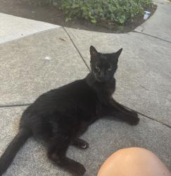 Found/Stray Unknown Cat last seen Near Escalon Ave, Sunnyvale, CA 94085