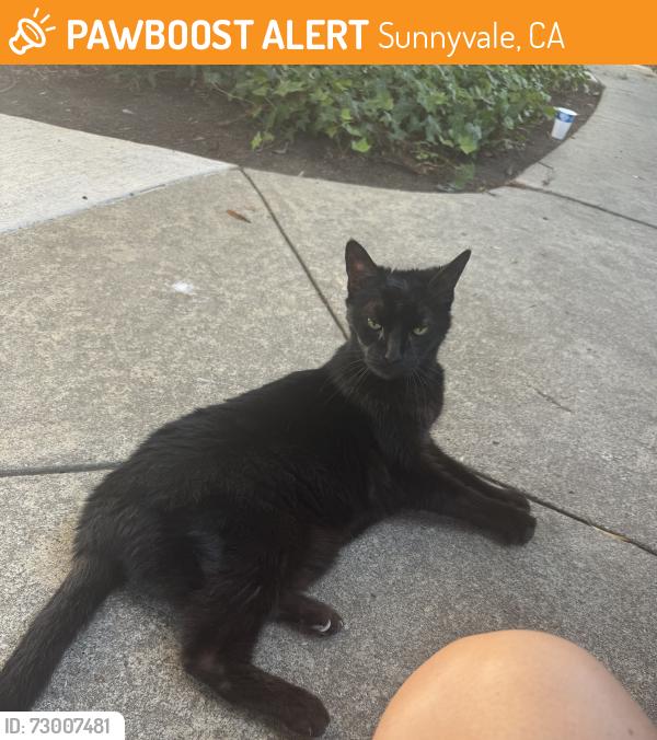 Found/Stray Unknown Cat last seen Near Escalon Ave, Sunnyvale, CA 94085
