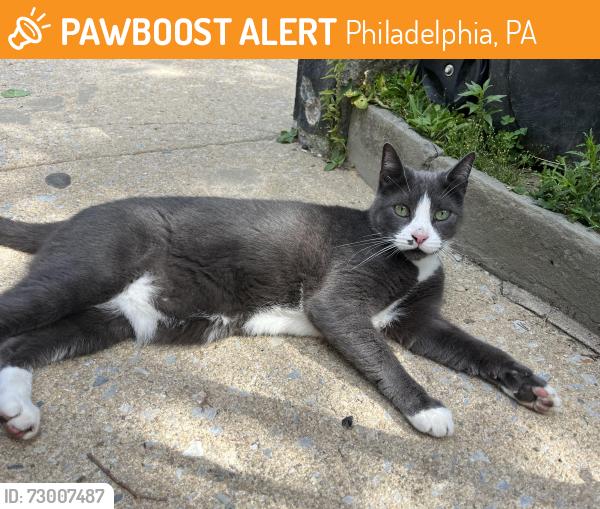 Found/Stray Unknown Dog last seen Green Ln and Pechin St, Philadelphia, PA 19128