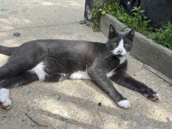 Found/Stray Unknown Dog last seen Green Ln and Pechin St, Philadelphia, PA 19128