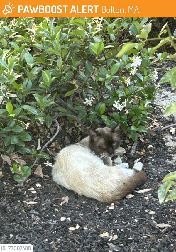 Found/Stray Unknown Cat last seen Ledgewood Circle Riverside, Ca , Bolton, MA 01740