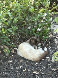 Found/Stray Unknown Cat last seen Ledgewood Circle Riverside, Ca , Bolton, MA 01740