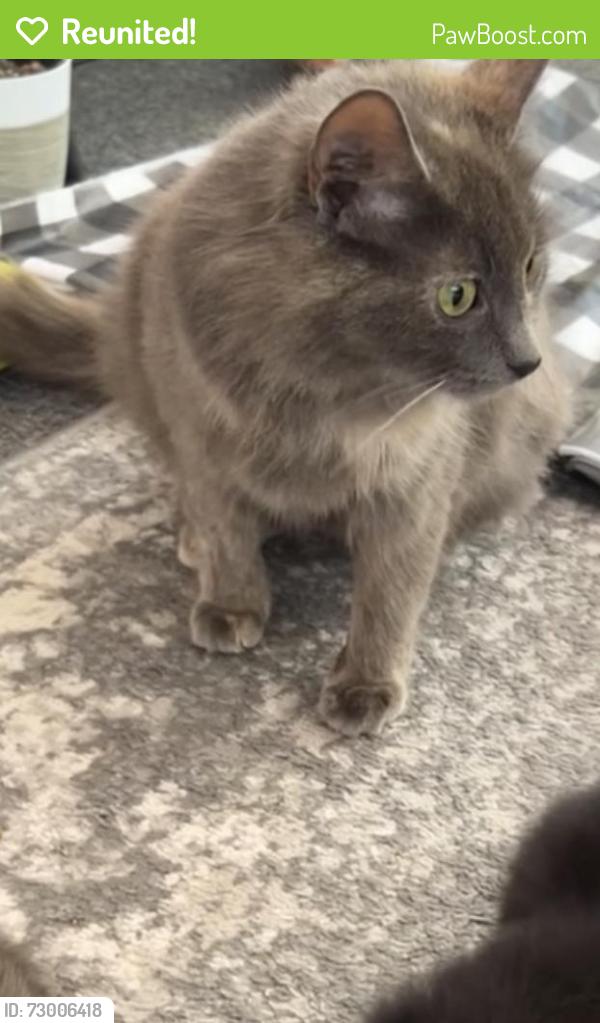 Reunited Female Cat last seen Near Macon Hwy, Watkinsville, GA 30677, USA, Watkinsville, GA 30677