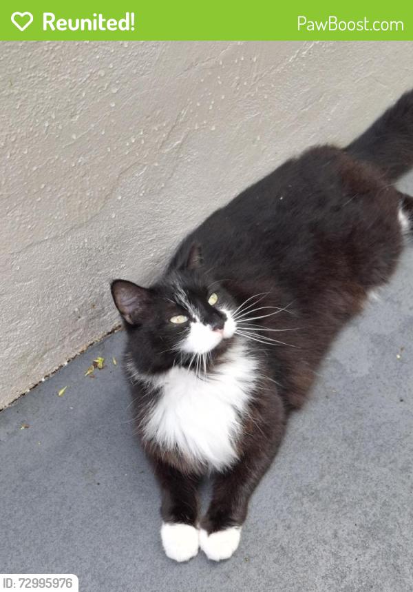 Reunited Male Cat last seen 63rd ave and mayo, Hollywood, FL 33023