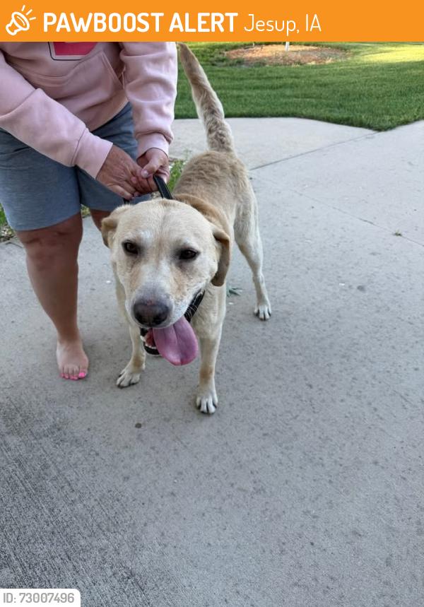 Found/Stray Unknown Dog last seen Unknown, Jesup, IA 50648